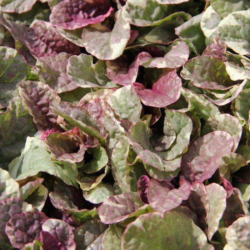 Skalničky - Zběhovec plazivý 'Burgundy Glow' 6pack