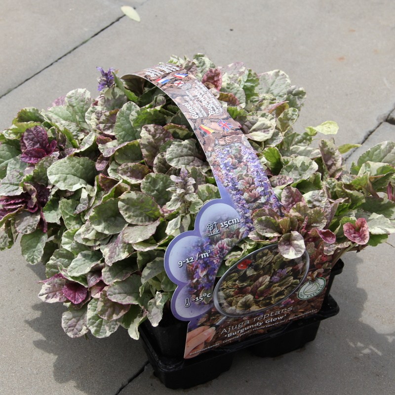 Zběhovec plazivý 'Burgundy Glow' 6pack-0