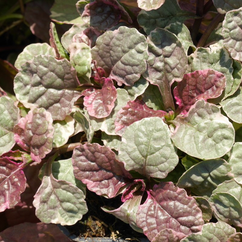 Skalničky - Zběhovec plazivý 'Burgundy Glow' 9cm