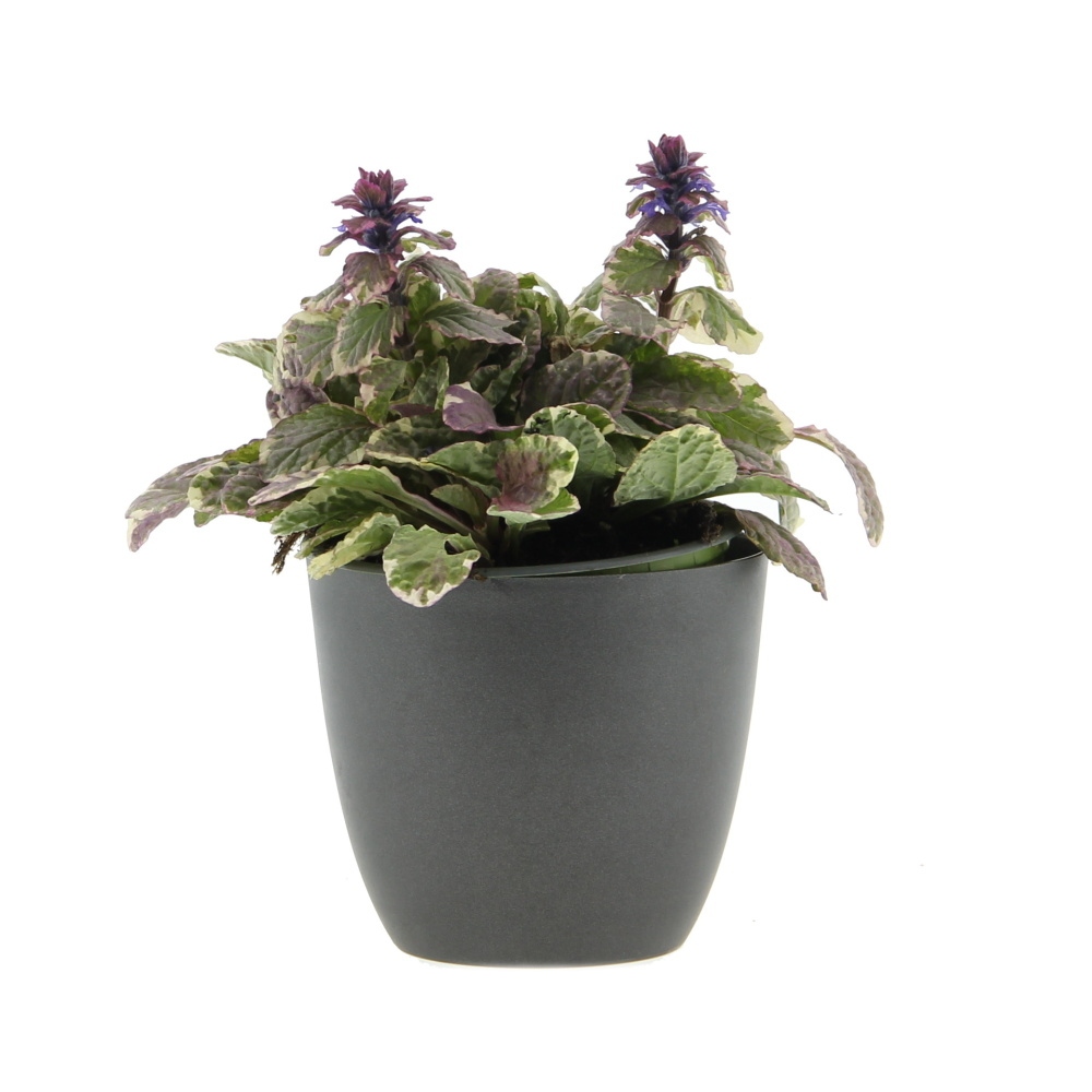 Skalničky - Zběhovec plazivý Burgundy Glow květináč 12cm
