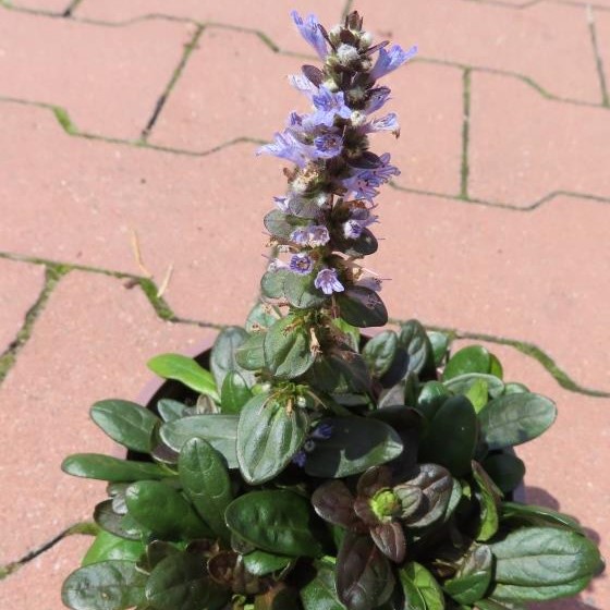 Rostliny - Zběhovec plazivý 'Mini Mahagony' květináč 12cm