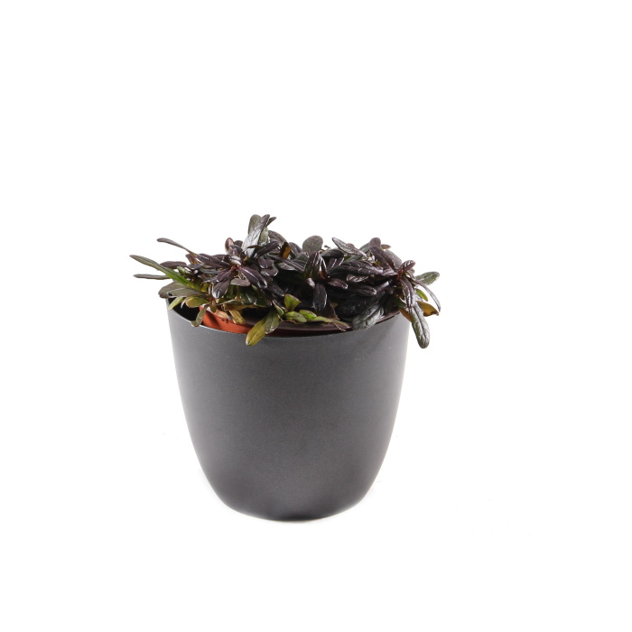 Zběhovec plazivý 'Mini Mahagony' květináč 12cm-0