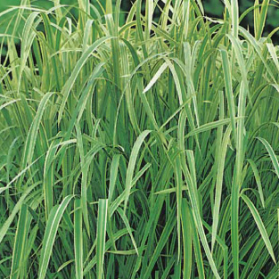 Vodní rostliny a lekníny - Zblochan vodní 'Variegata' 9cm