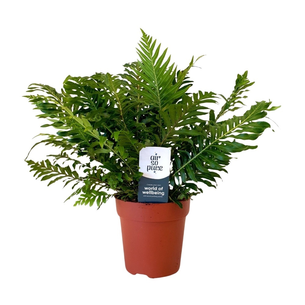 Okrasné pokojové rostliny - Žebrovice hrbatá Silver Lady květináč 17cm