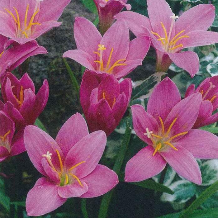 Ostatní jarní cibuloviny - Zefyrantes 10ks