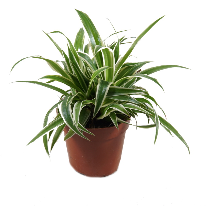 Pokojové rostliny okrasné listem - Zelenec Bonnie květináč 12cm