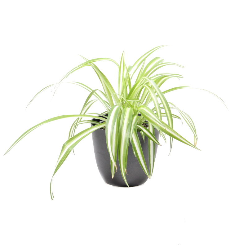 Okrasné pokojové rostliny - Zelenec 'Bonnie Zebrina' květináč 10,5cm