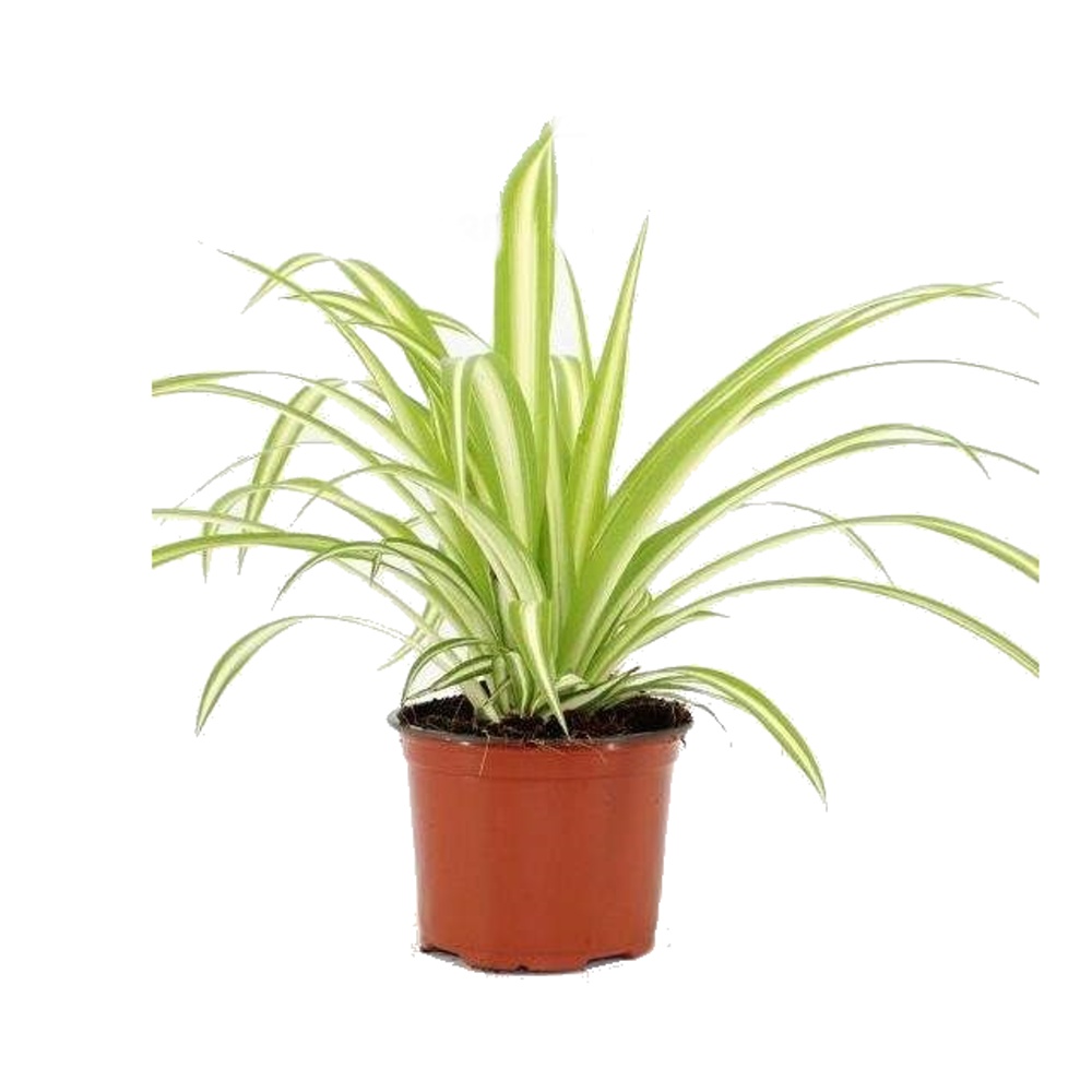 Okrasné pokojové rostliny - Zelenec květináč 11cm