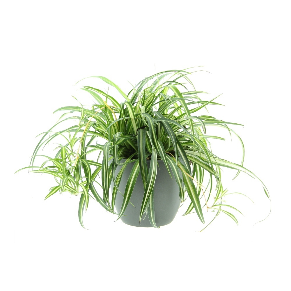 Okrasné pokojové rostliny - Zelenec květináč 17cm