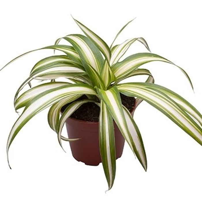 Okrasné pokojové rostliny - Zelenec MIX květináč 6cm