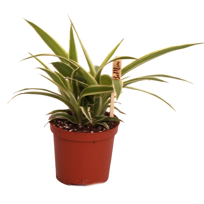 Zelenec MIX květináč 6cm-2