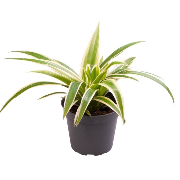 Zelenec MIX květináč 6cm-3