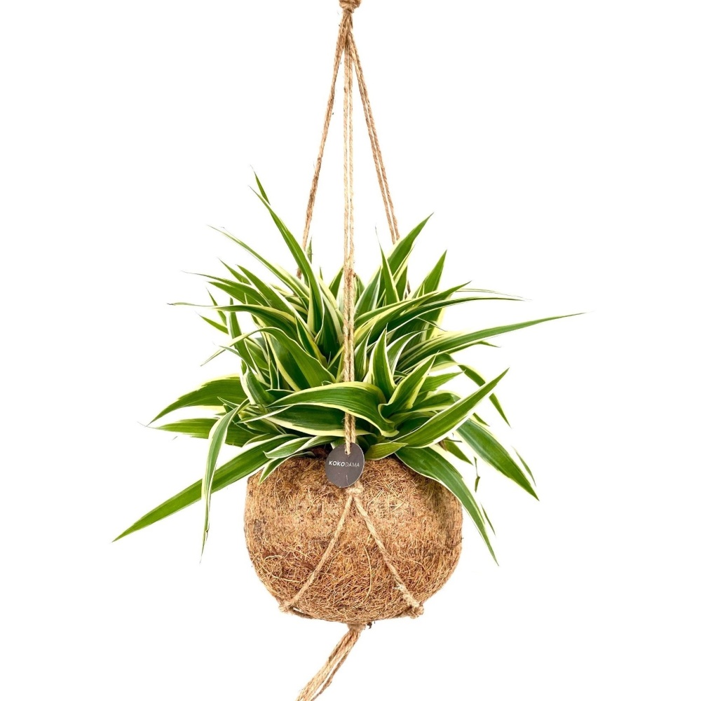 Kokodama - Zelenec Ocean kokodama závěs 15cm