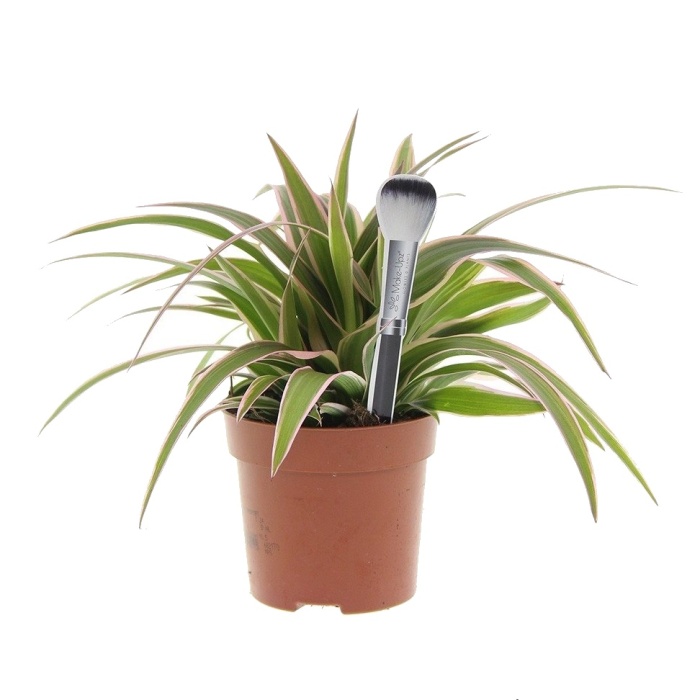 Okrasné pokojové rostliny - Zelenec Ocean květináč 10,5cm