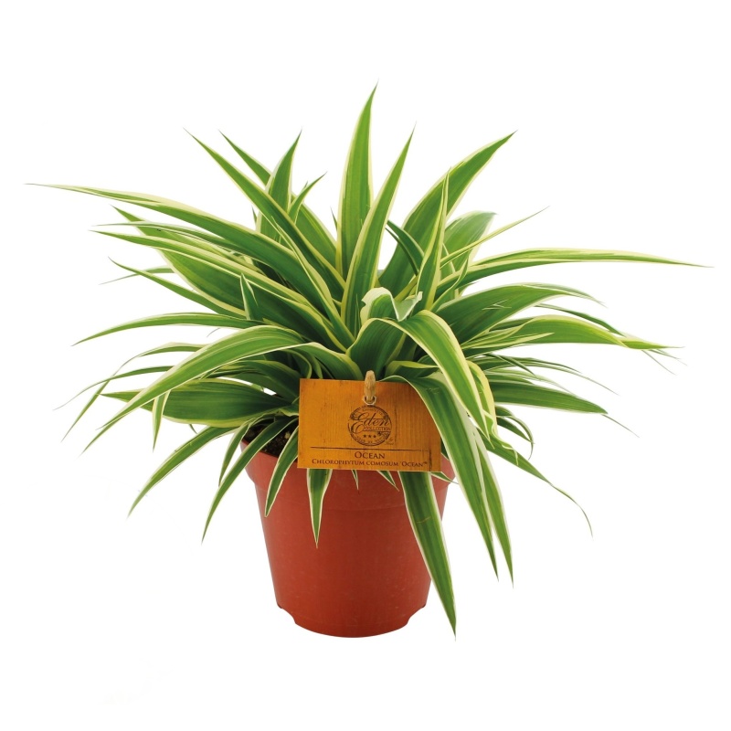 Okrasné pokojové rostliny - Zelenec Ocean květináč 12cm