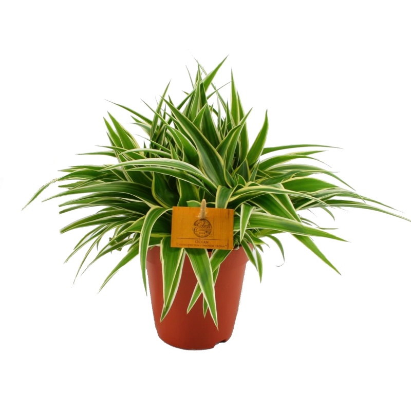 Okrasné pokojové rostliny - Zelenec Ocean květináč 15cm