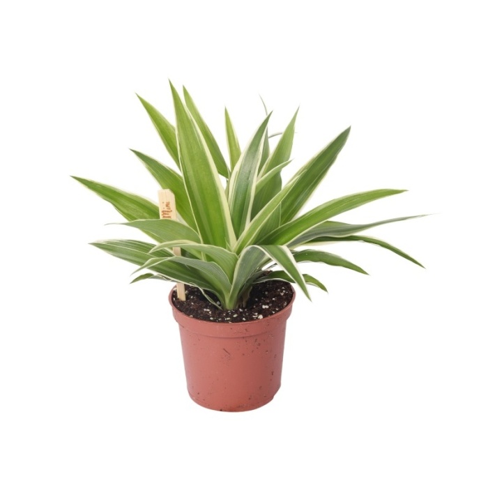 Okrasné pokojové rostliny - Zelenec Ocean květináč 6cm