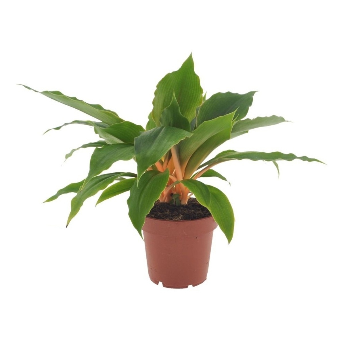 Okrasné pokojové rostliny - Zelenec oranžový květináč 12cm