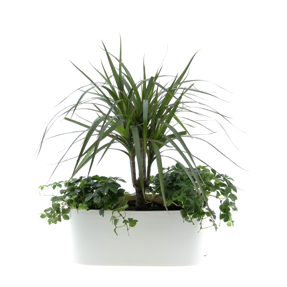 Osázené truhlíky s pokojovými rostlinami - Zelený vodopád truhlík Lechuza 30cm