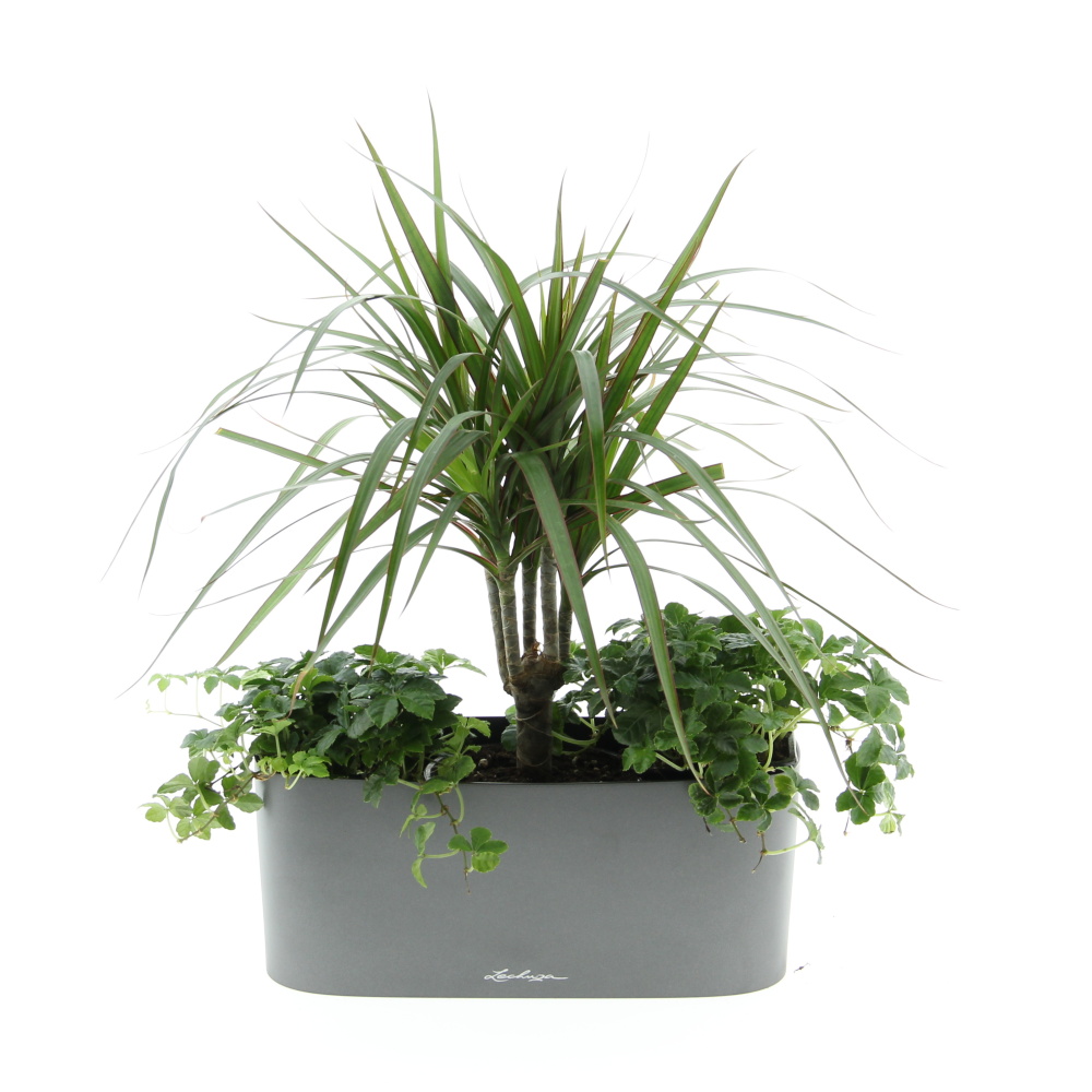 Zelený vodopád truhlík Lechuza 30cm-1