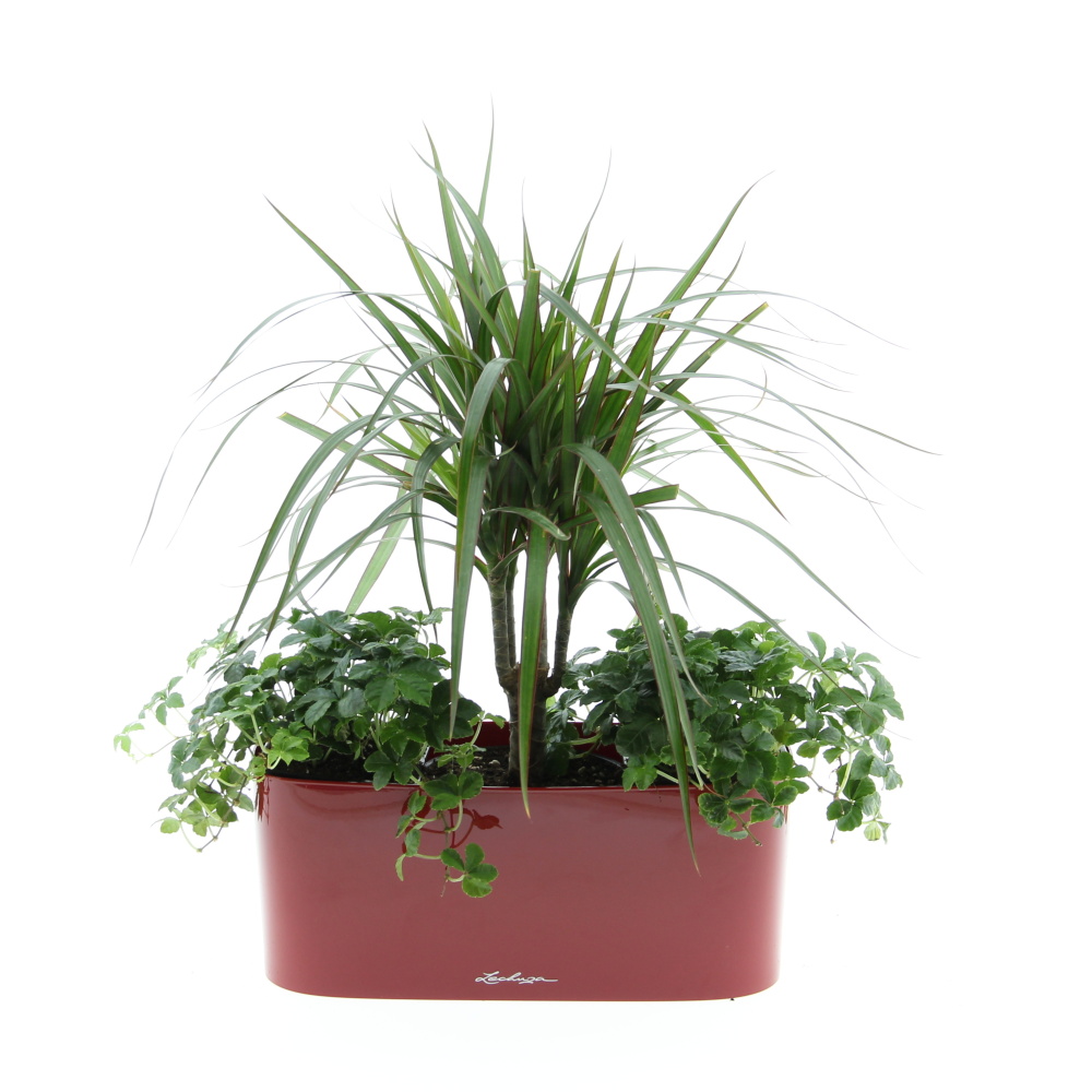 Zelený vodopád truhlík Lechuza 30cm-2