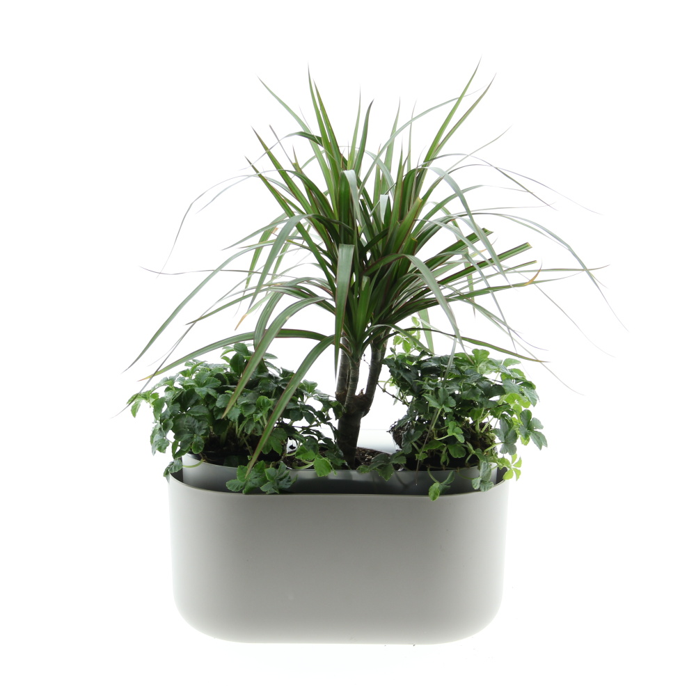 Osázené truhlíky s pokojovými rostlinami - Zelený vodopád truhlík Tolita 31cm