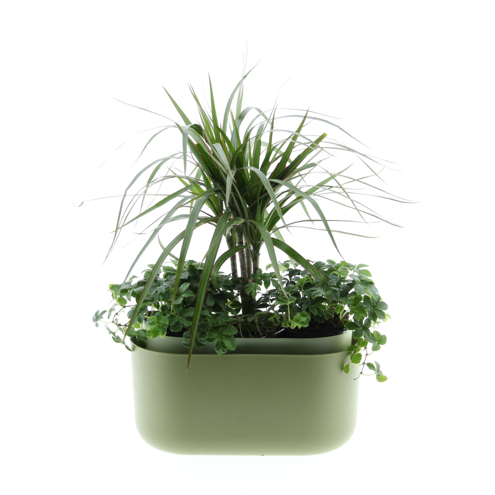 Zelený vodopád truhlík Tolita 31cm-1