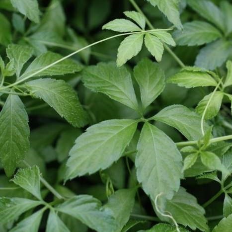 Bylinky - Ženšen pětilistý květináč 10,5cm