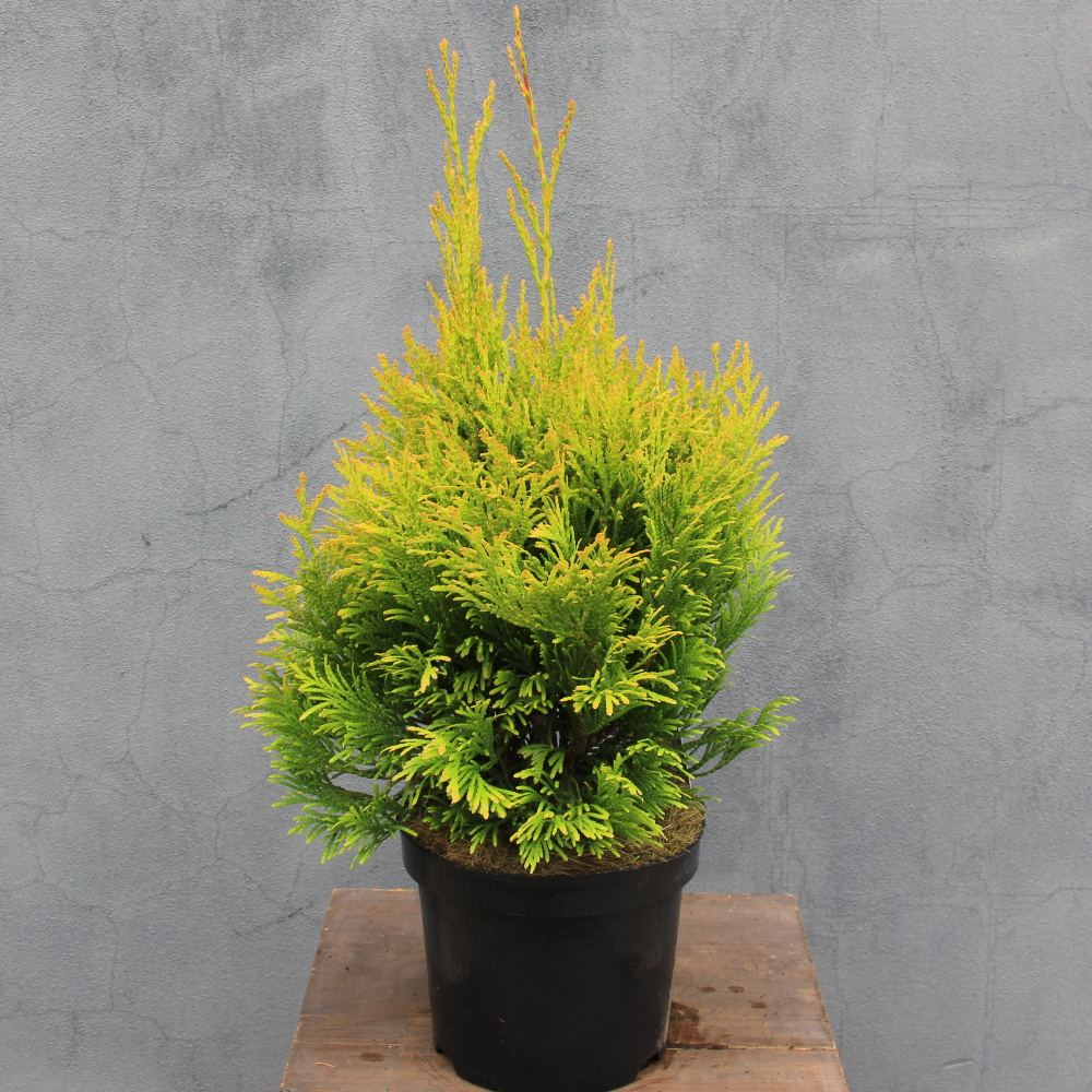 Vzrůstné jehličnany - Zerav 4ever Goldy výška 25/30cm, květináč 2,5 litru