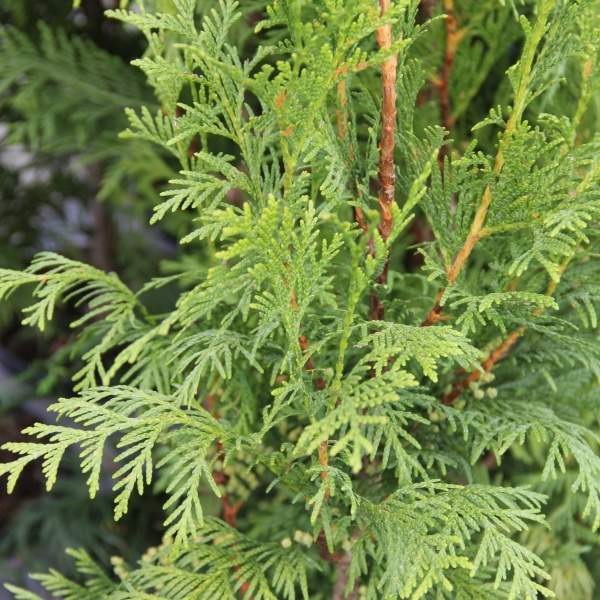 Živé ploty - Zerav obrovský 'Martin' květináč 2,5 litru, výška 40/60cm, keř