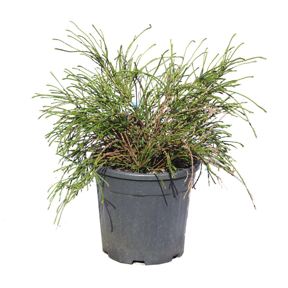 Zakrsle rostoucí jehličnany - Zerav obrovský Whipcord 10 litrů