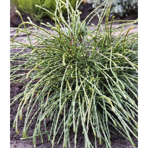 Zakrsle rostoucí jehličnany - Zerav obrovský Whipcord kmínek 180cm, 65 litrů