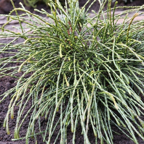 Zakrsle rostoucí jehličnany - Zerav obrovský 'Whipcord' výška 25/30cm, 5 litrů