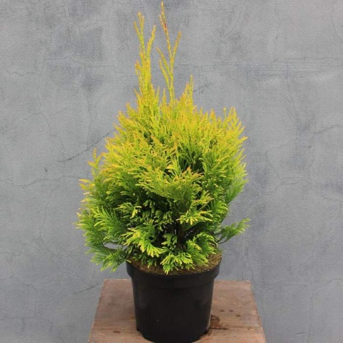 Vzrůstné jehličnany - Zerav řasnatý '4ever Goldy' 2 litry