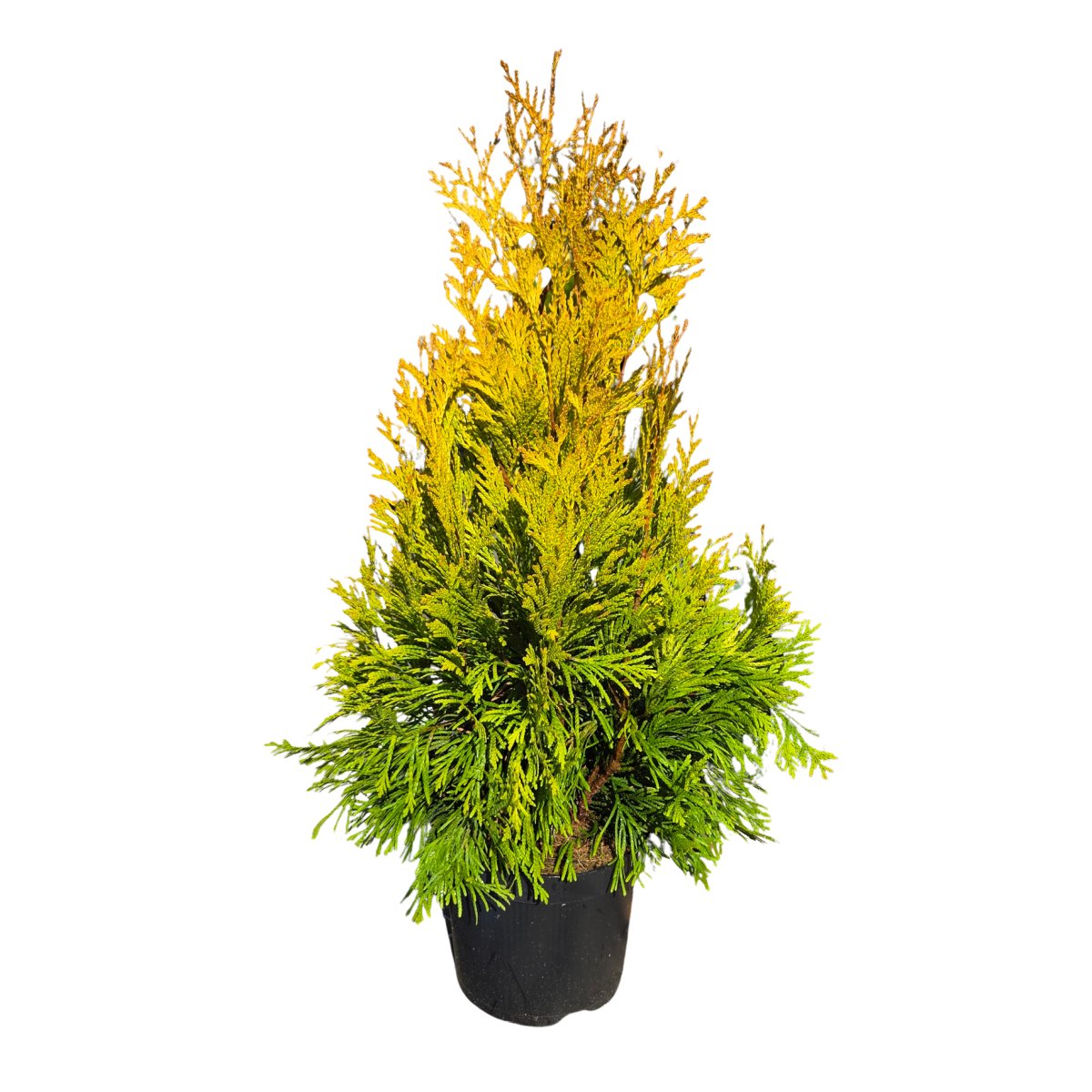 Vzrůstné jehličnany - Zerav řasnatý 4ever Goldy výška 30/40cm, květináč 7,5 litru