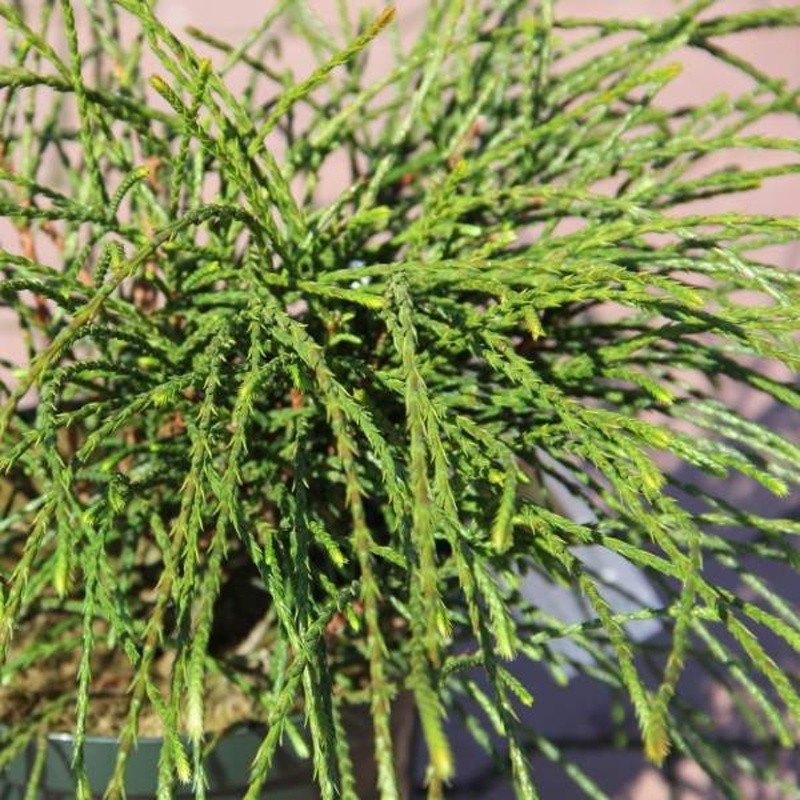 Zakrsle rostoucí jehličnany - Zerav řasnatý Whipcord kmínek 100cm, květináč 10 litrů