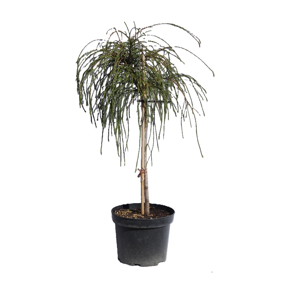 Zakrsle rostoucí jehličnany - Zerav řasnatý Whipcord kmínek 40cm, květináč 5 litrů