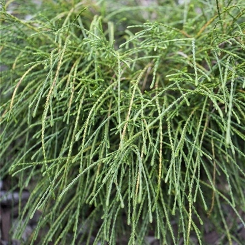 Zerav řasnatý Whipcord kmínek 40cm, květináč 5 litrů-0