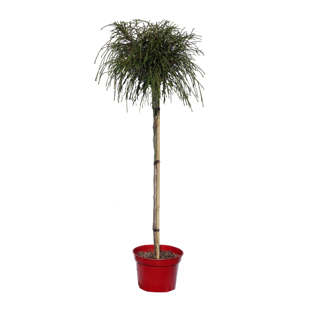 Zakrsle rostoucí jehličnany - Zerav řasnatý Whipcord kmínek 80cm, květináč 7,5 litru