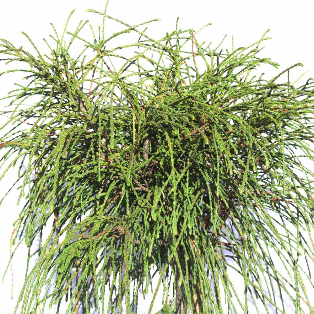 Zerav řasnatý Whipcord kmínek 80cm, květináč 7,5 litru-0