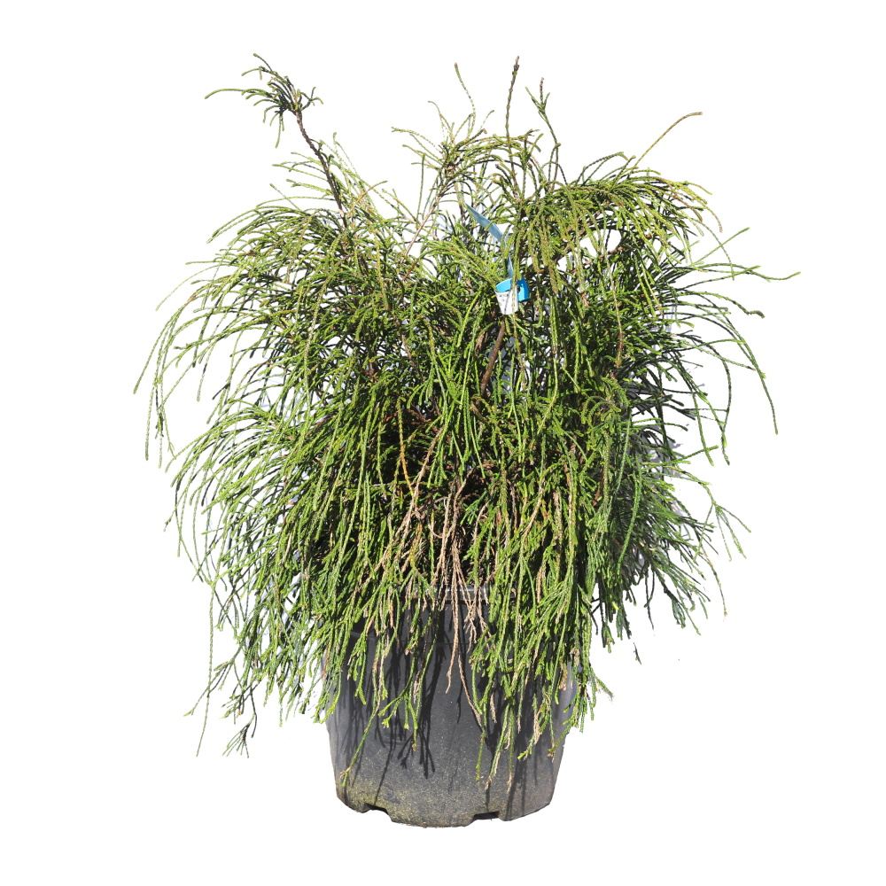 Zakrsle rostoucí jehličnany - Zerav řasnatý Whipcord květináč 18 litrů