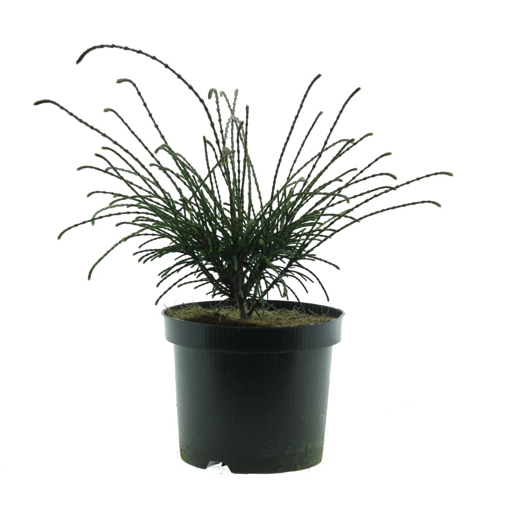 Zakrsle rostoucí jehličnany - Zerav řasnatý Whipcord květináč 2,5 litru, výška 20/25cm, keř