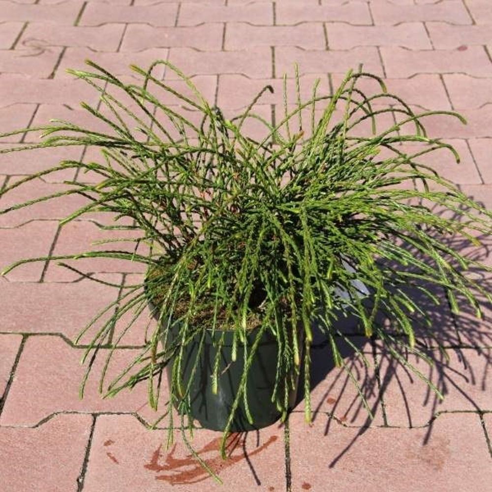Zakrsle rostoucí jehličnany - Zerav řasnatý Whipcord květináč 2 litry