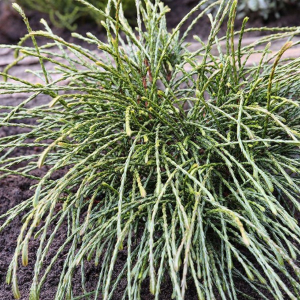 Zakrsle rostoucí jehličnany - Zerav řasnatý 'Whipcord' květináč 4 litry, kmínek 75cm, stromek