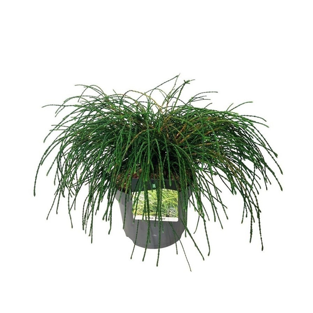 Zakrsle rostoucí jehličnany - Zerav řasnatý Whipcord výška 30/40cm, květináč 7,5 litru