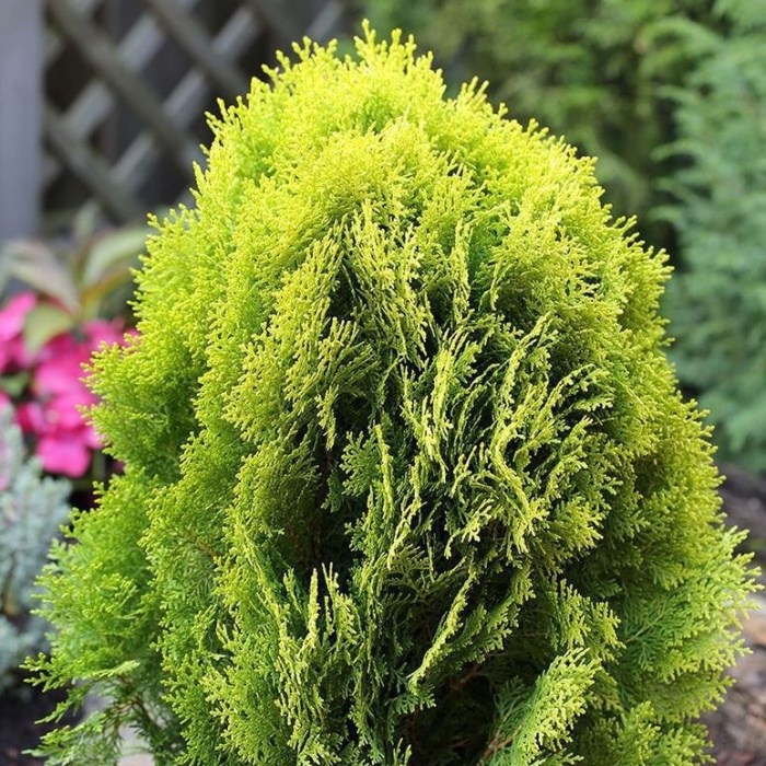 Zakrsle rostoucí jehličnany - Zerav východní 'Aurea Nana' výška 50/60cm, květináč 7,5 litru