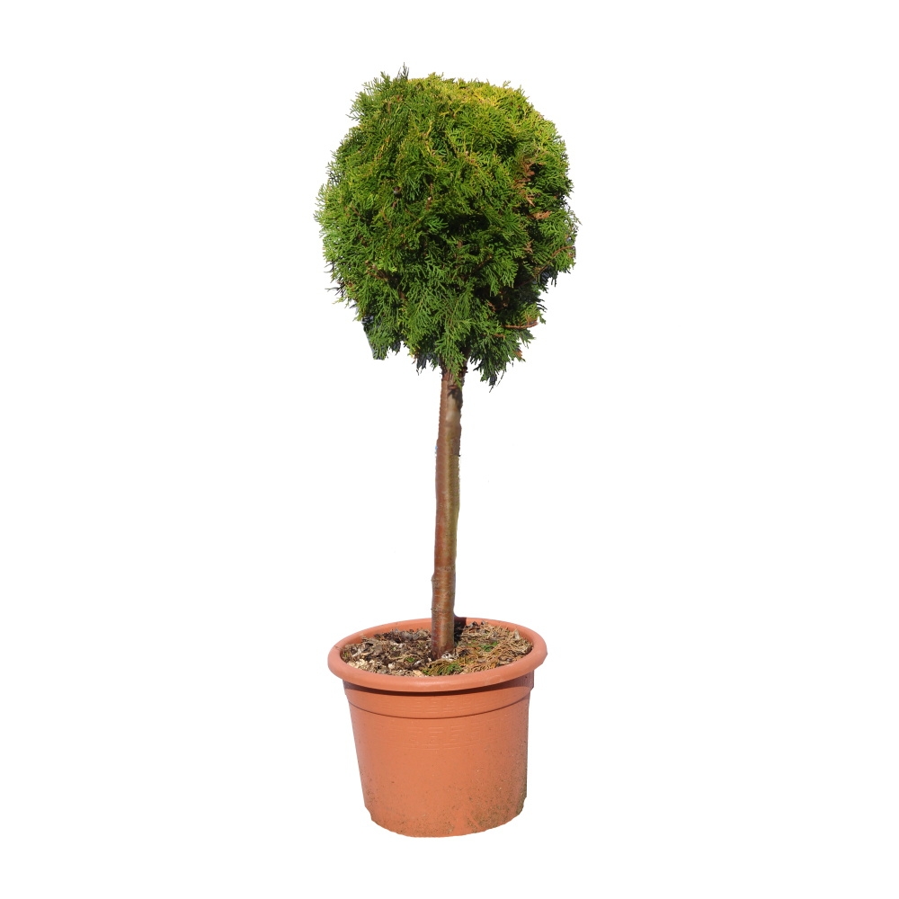 Zakrsle rostoucí jehličnany - Zerav východní Compacta Aurea Nana květináč 9 litrů, malý kmínek, stromek