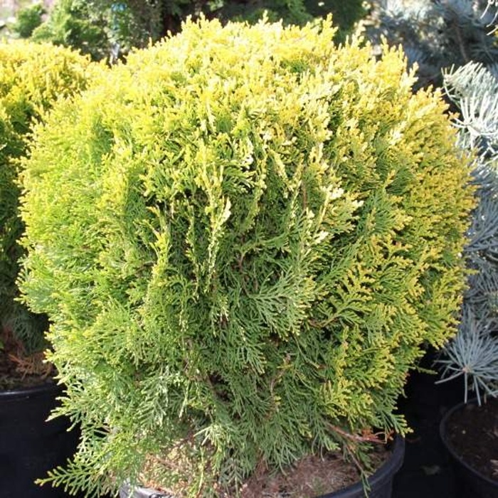 Zakrsle rostoucí jehličnany - Zerav východní Compacta Aurea Nana výška 40/50cm, květináč 18 litrů