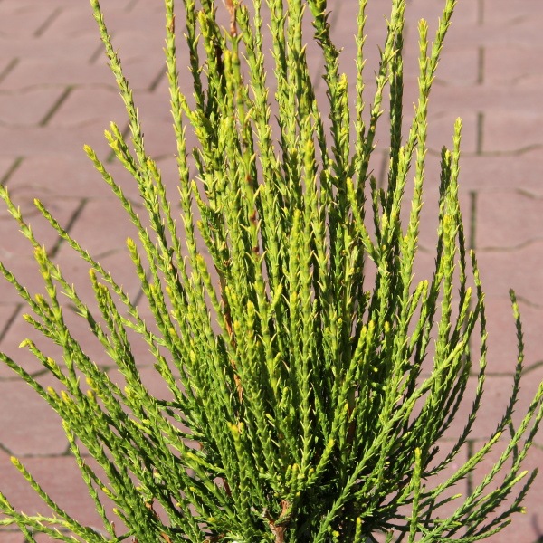 Zakrsle rostoucí jehličnany - Zerav východní 'Franky Boy' květináč 2,5 litru, výška 20/25cm, keř