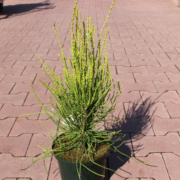 Zerav východní 'Franky Boy' květináč 2,5 litru, výška 20/25cm, keř-0